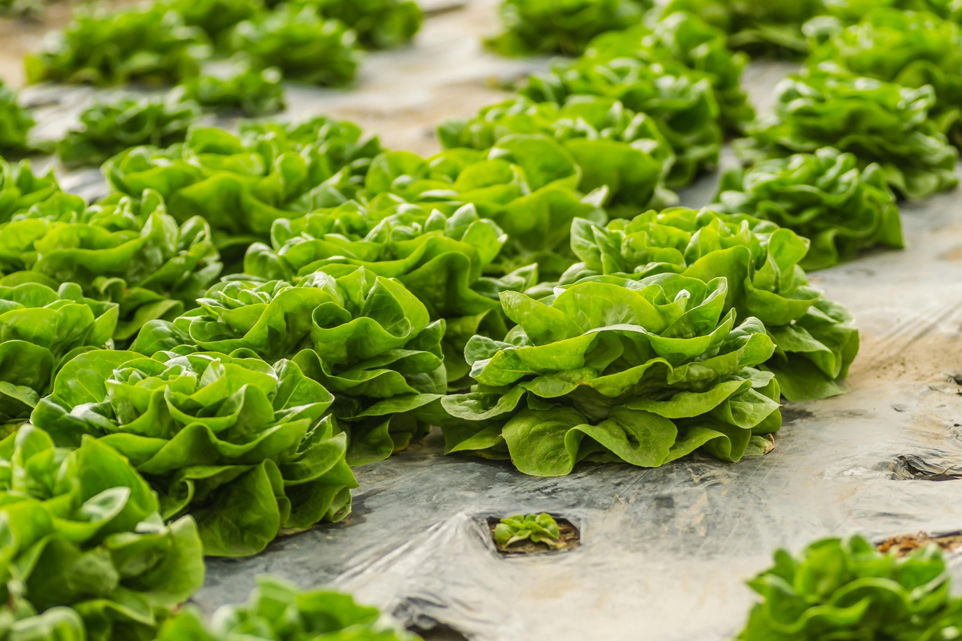 Different Ways of Growing Romaine Lettuce: Indoors and Outdoors